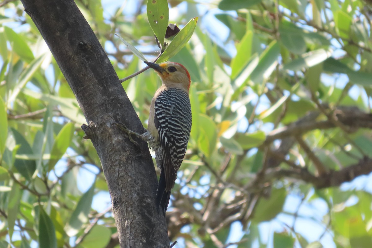 Yucatan Woodpecker - ML619750392