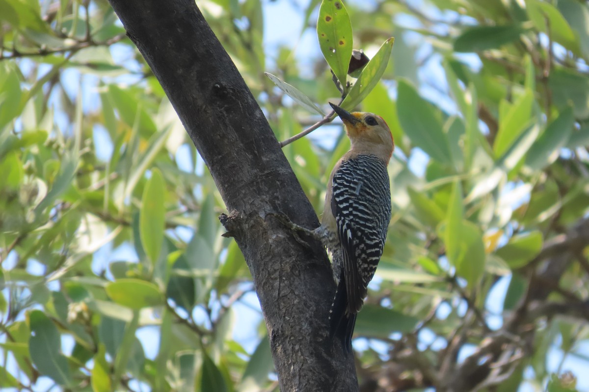 Yucatan Woodpecker - ML619750399