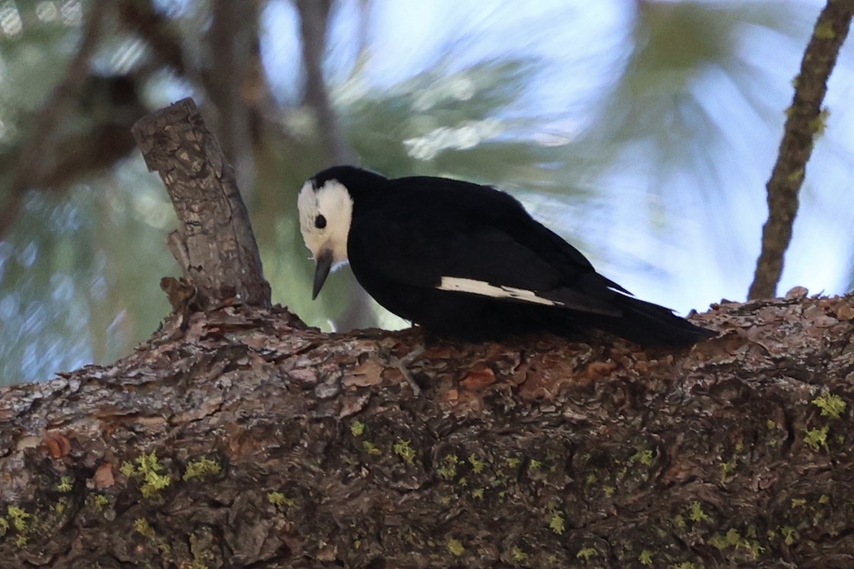 White-headed Woodpecker - ML619750491