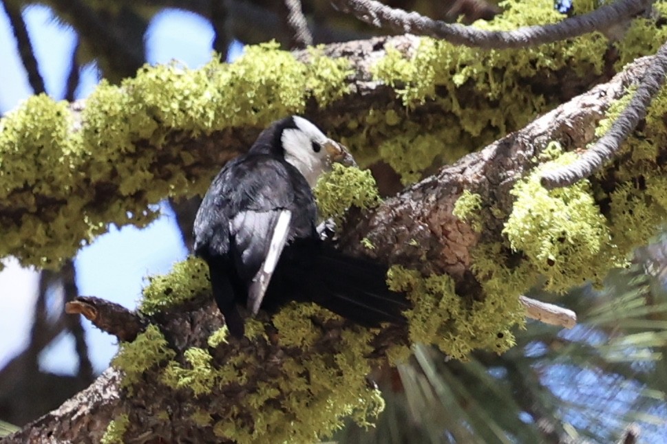 White-headed Woodpecker - ML619750493