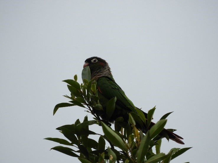 Brown-breasted Parakeet - ML619750512