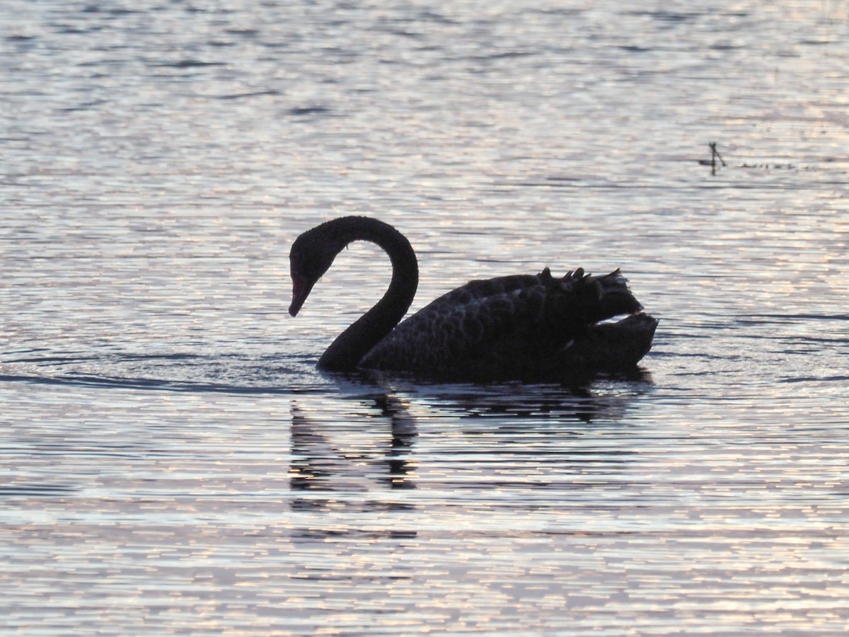 Black Swan - ML619750531