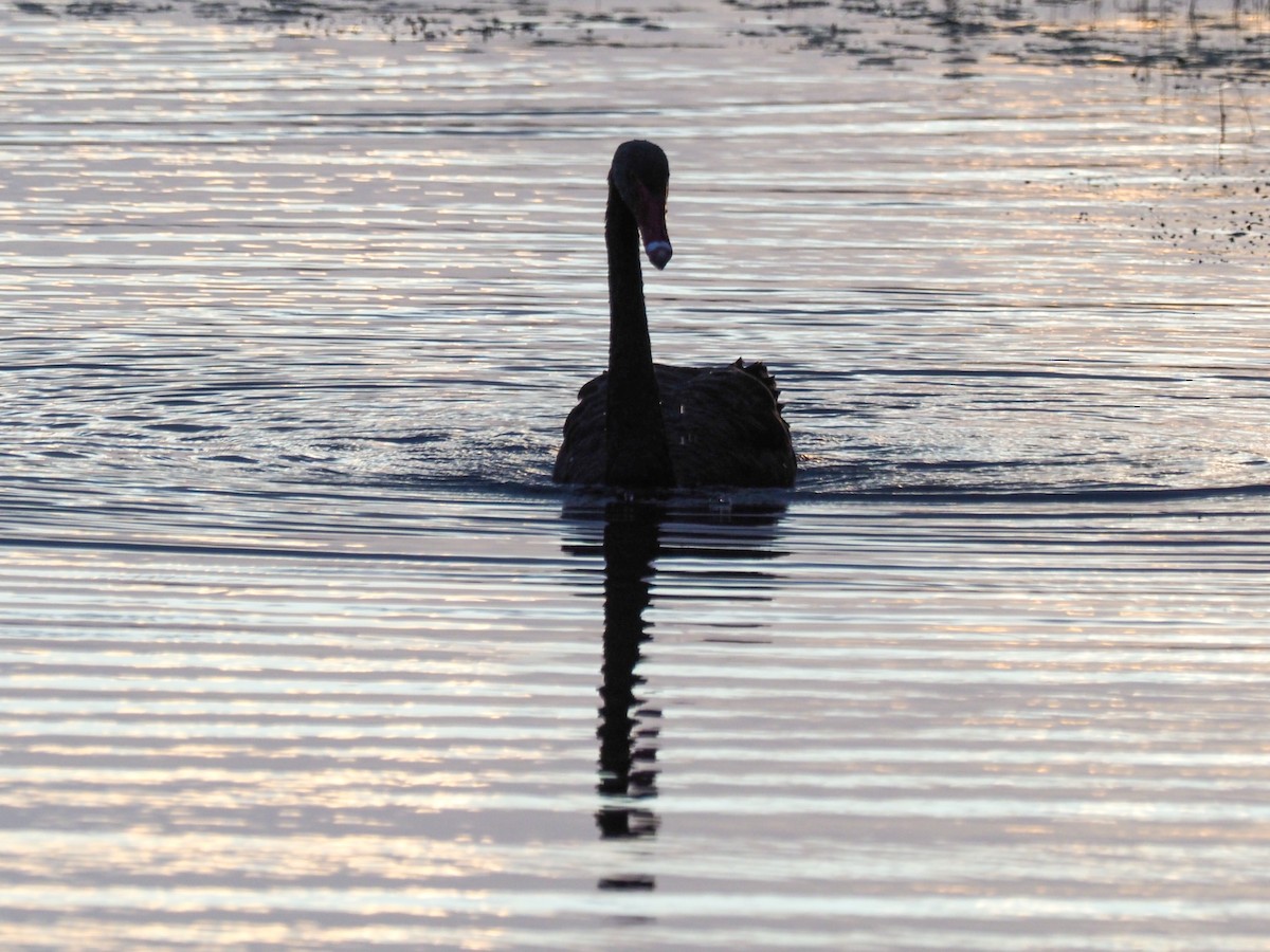 Black Swan - ML619750532