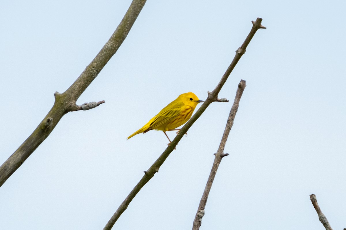 Yellow Warbler - ML619750535