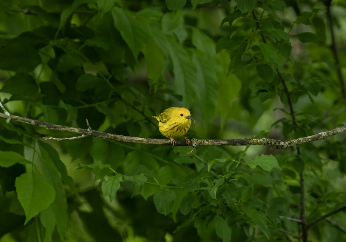 Yellow Warbler - ML619750553