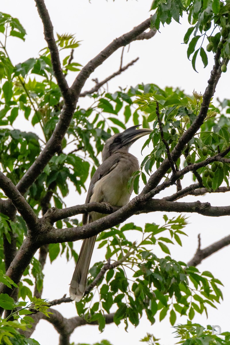 Indian Gray Hornbill - ML619750560