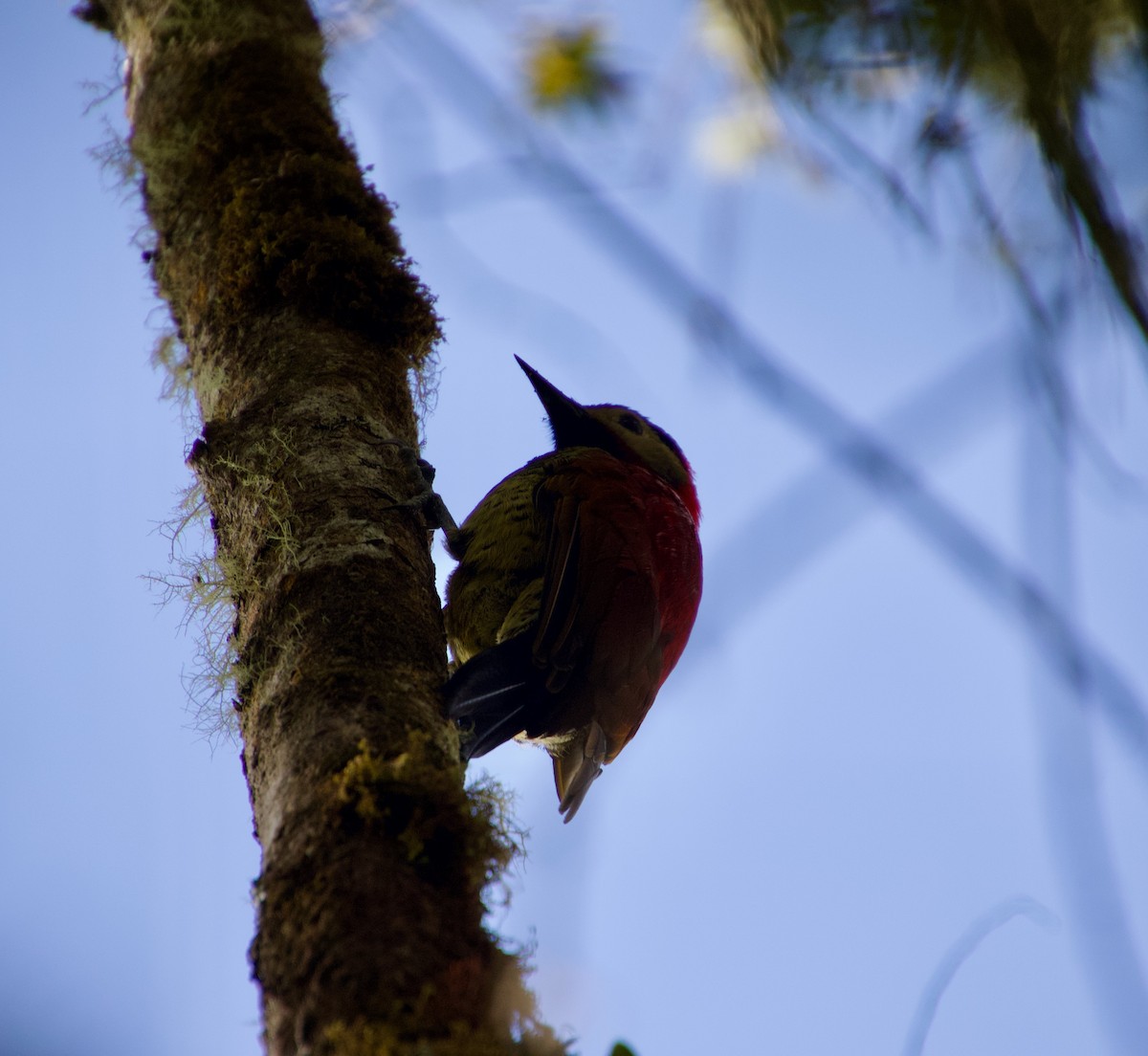 Crimson-mantled Woodpecker - ML619750632