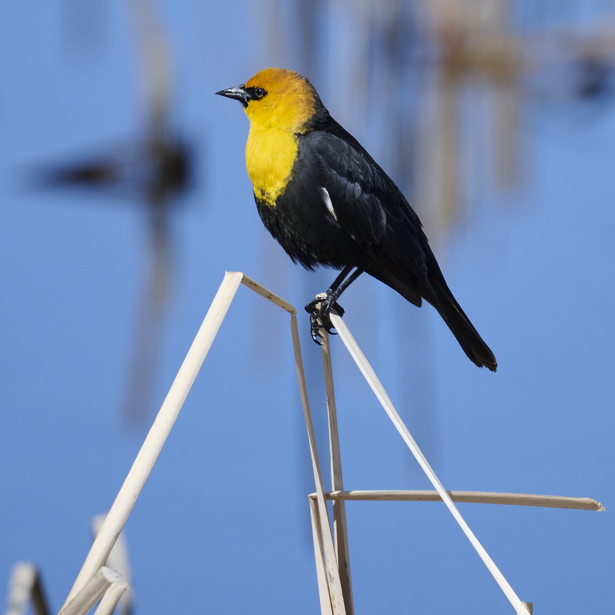 Yellow-headed Blackbird - ML619750678