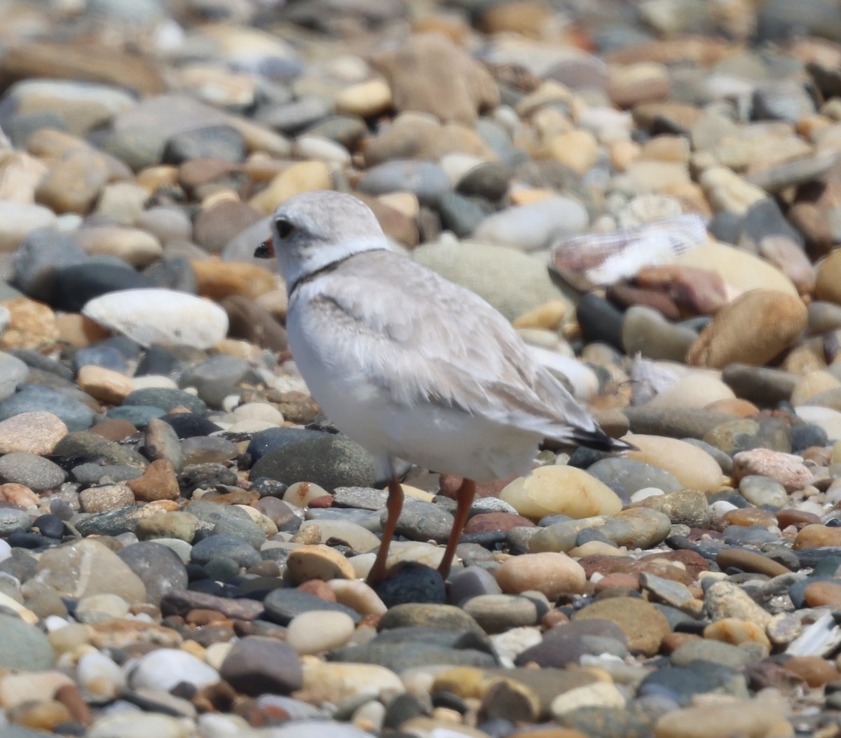Piping Plover - ML619750696