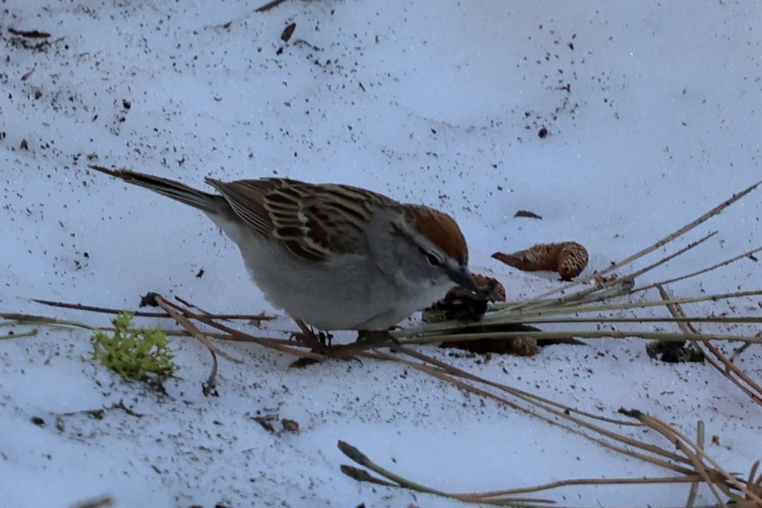 Chipping Sparrow - ML619750702