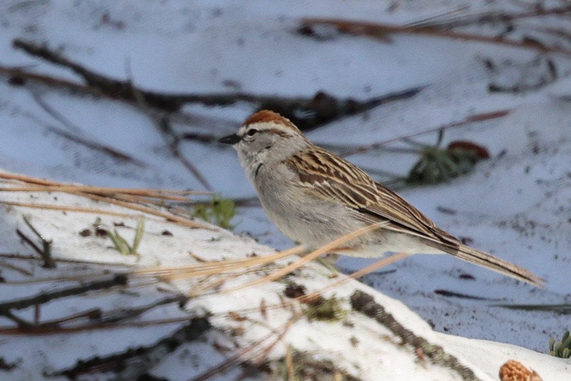 Chipping Sparrow - ML619750703