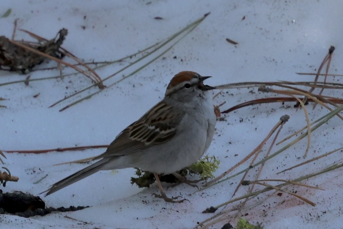 Chipping Sparrow - ML619750704