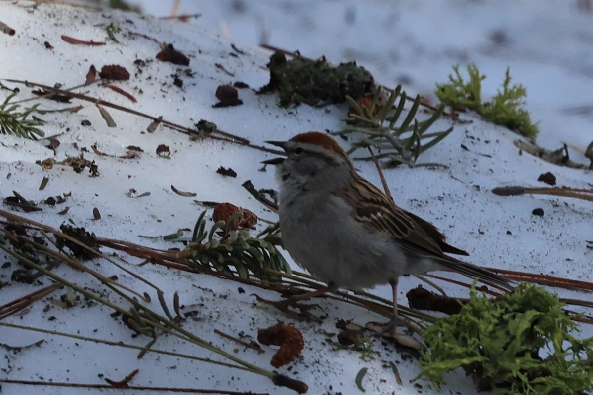 Chipping Sparrow - ML619750705