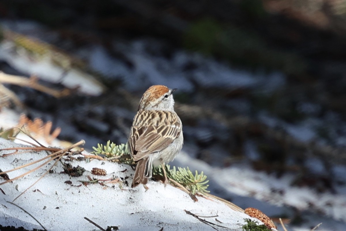 Chipping Sparrow - ML619750714