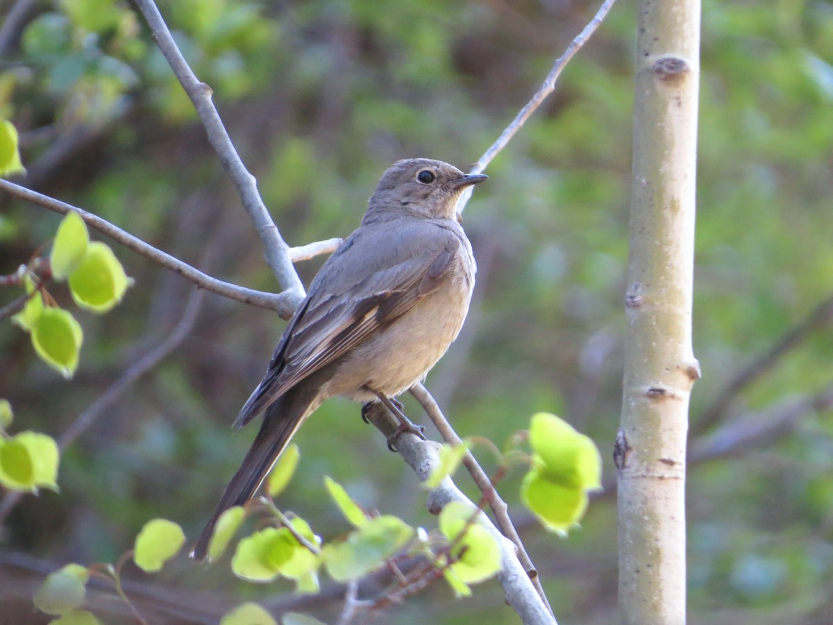 Townsend's Solitaire - ML619750734