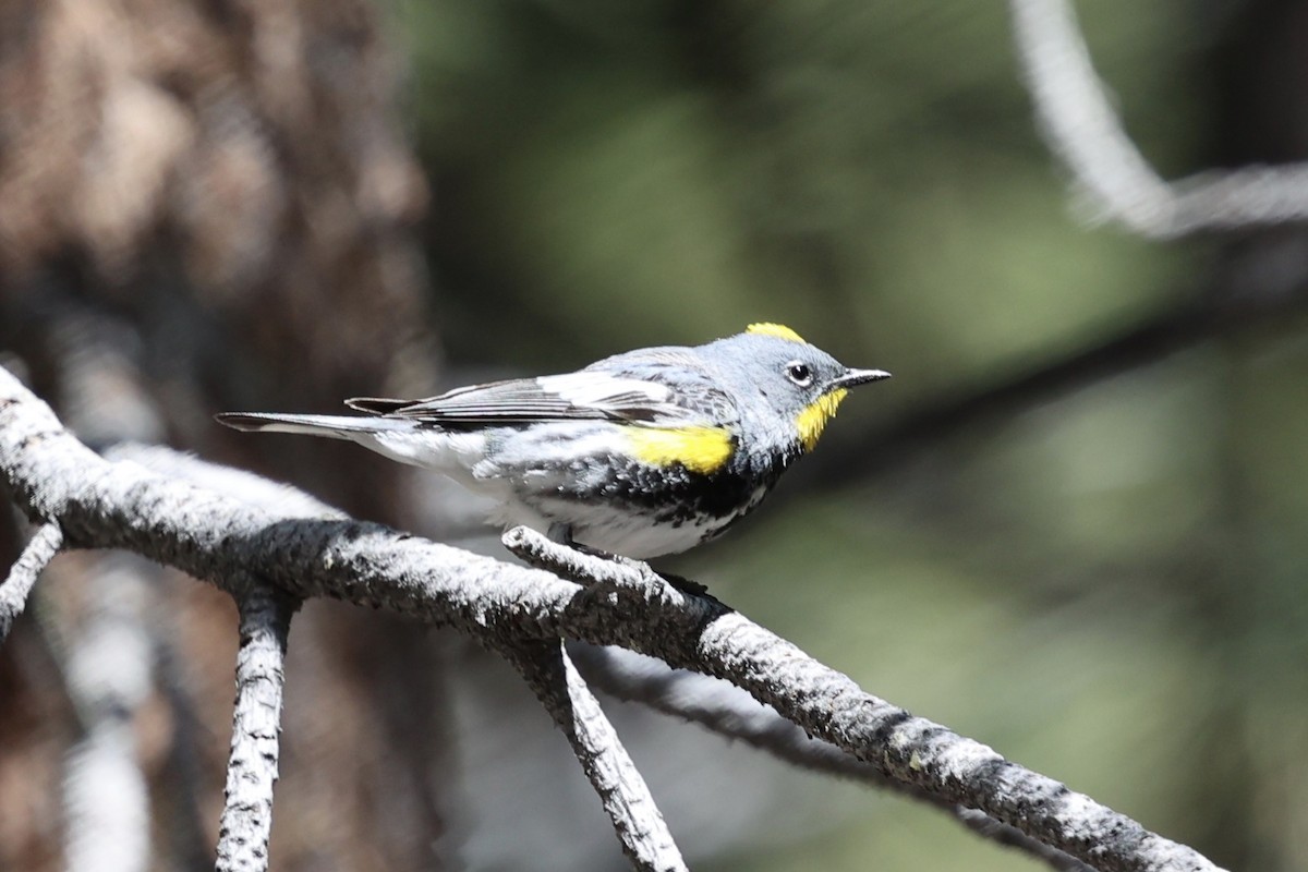 Yellow-rumped Warbler (Audubon's) - ML619750739