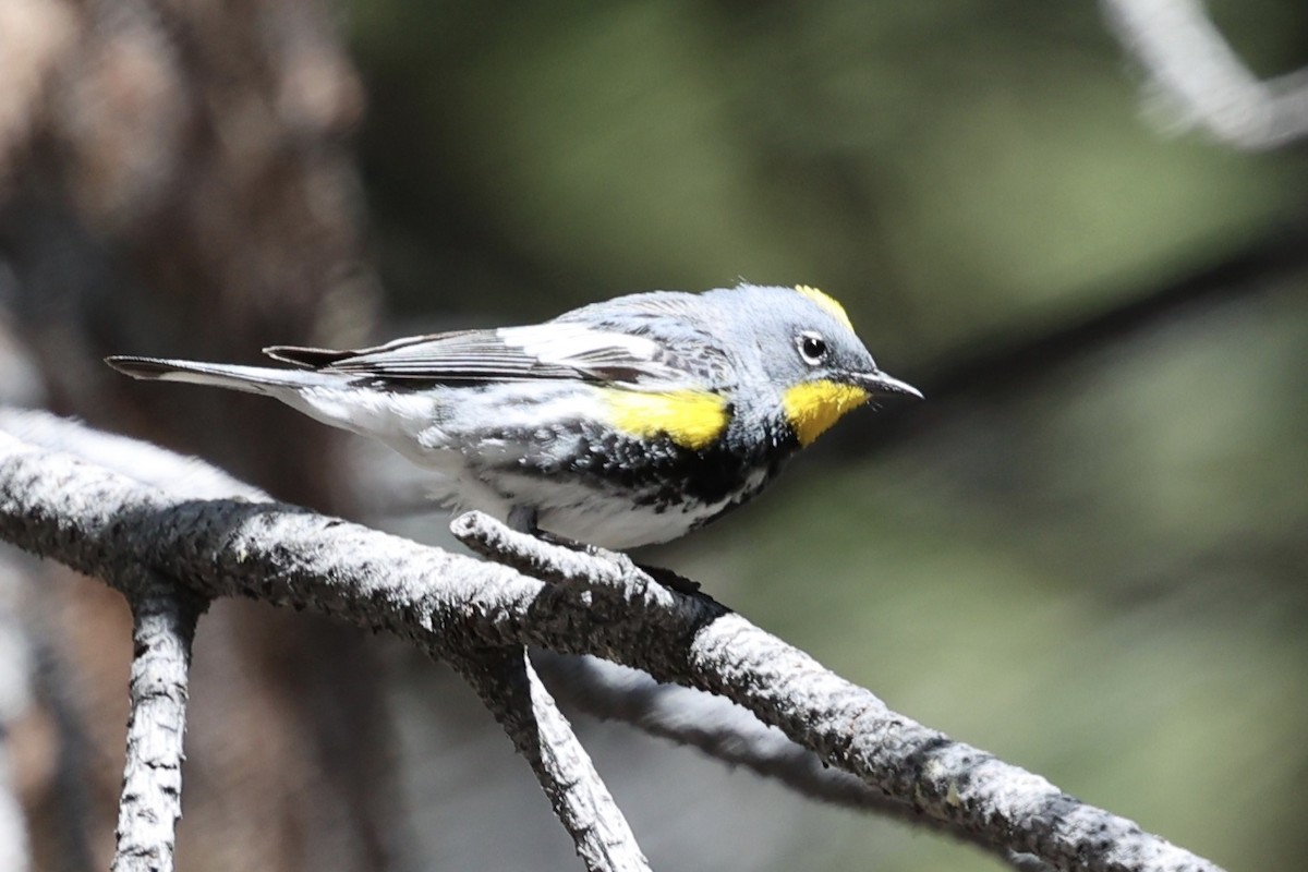Yellow-rumped Warbler (Audubon's) - ML619750740
