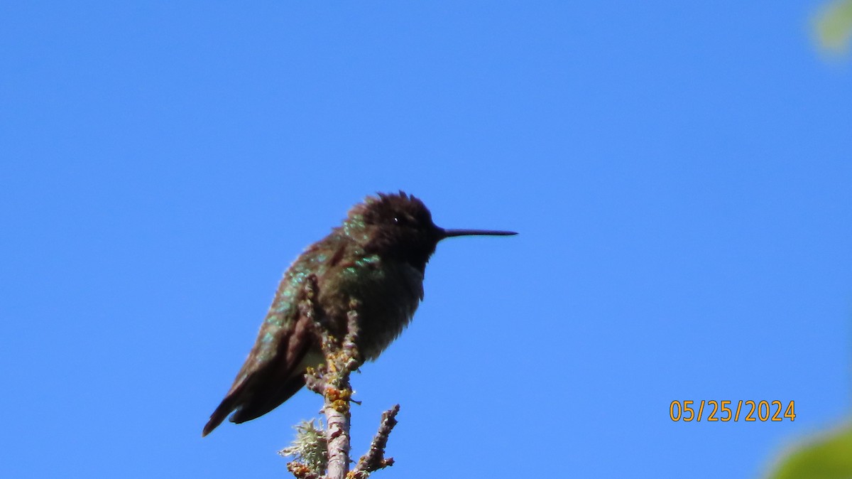 Anna's Hummingbird - ML619750755