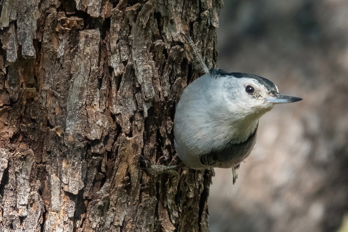 White-breasted Nuthatch - ML619750776