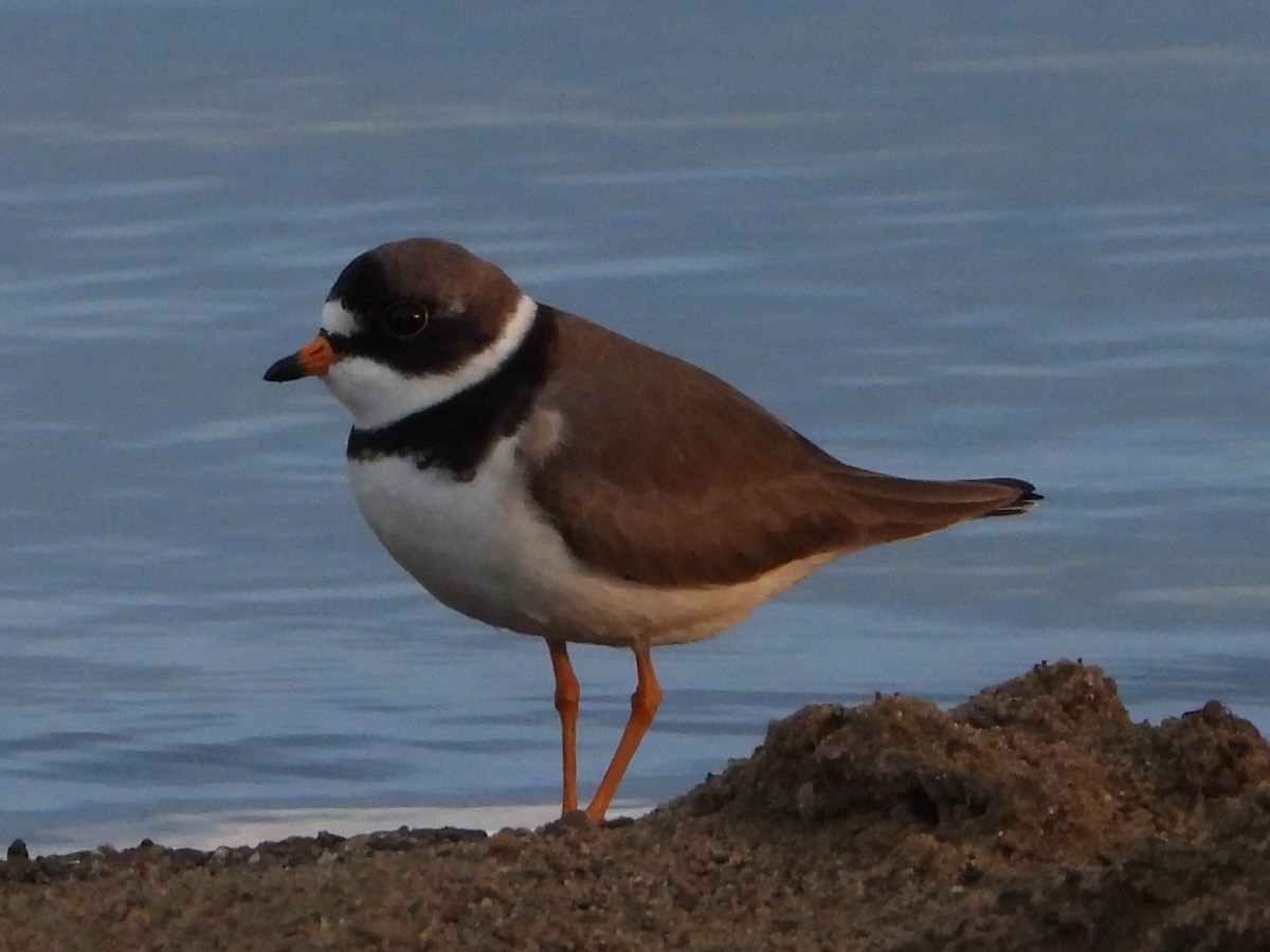 Semipalmated Plover - ML619750787