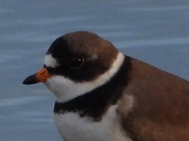 Semipalmated Plover - ML619750792