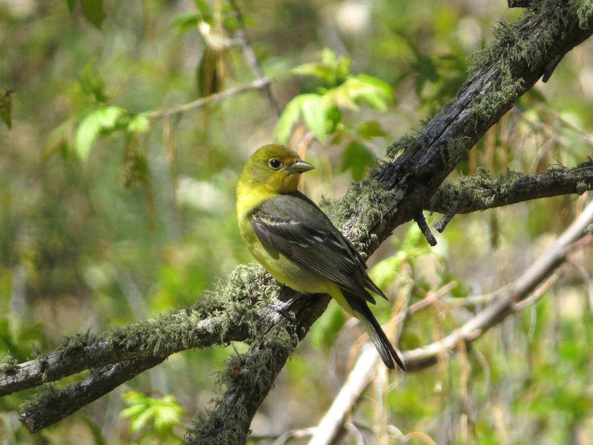 Western Tanager - ML619750793