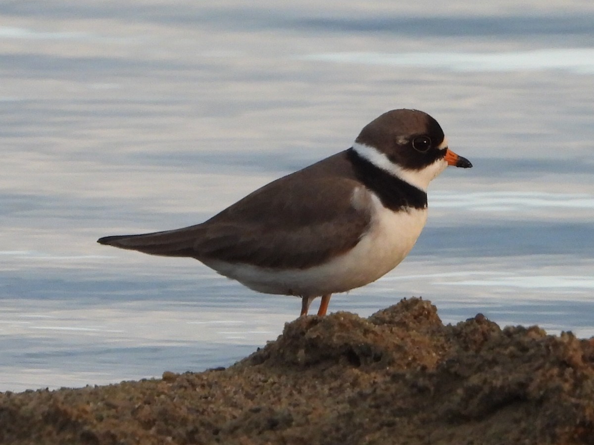 Semipalmated Plover - ML619750819