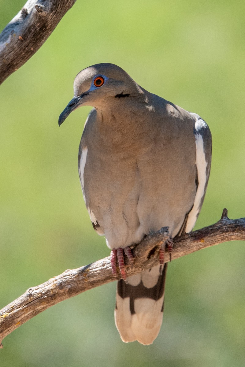 EBird Checklist - 26 May 2024 - Ash Canyon Bird Sanctuary (closed ...