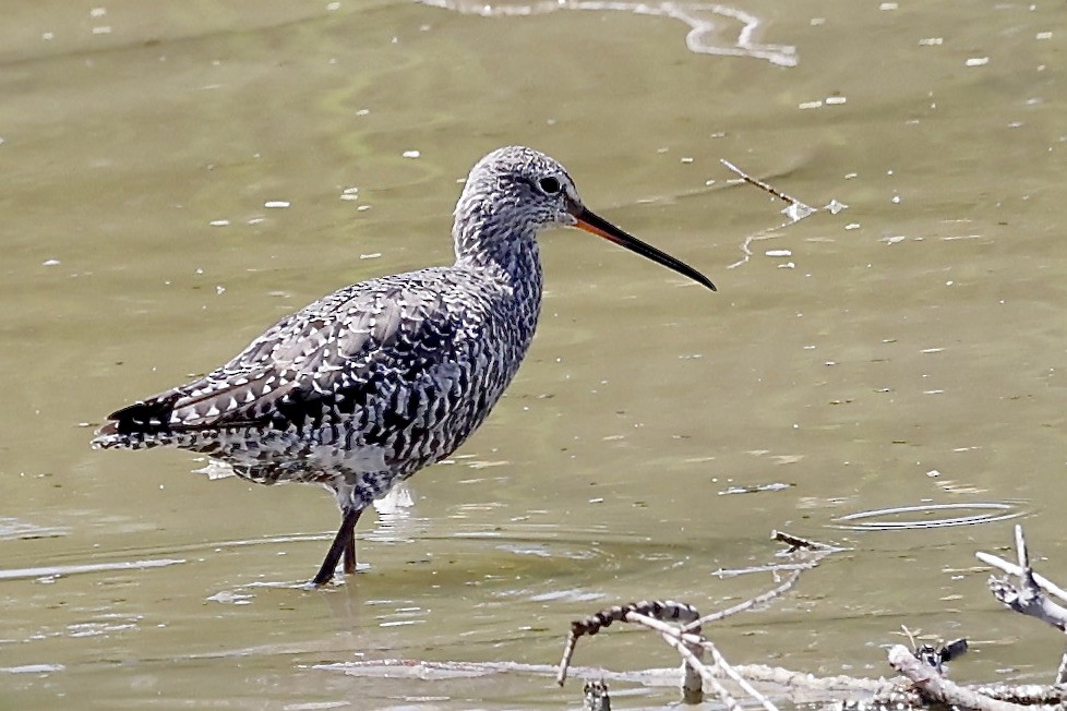Spotted Redshank - ML619750829