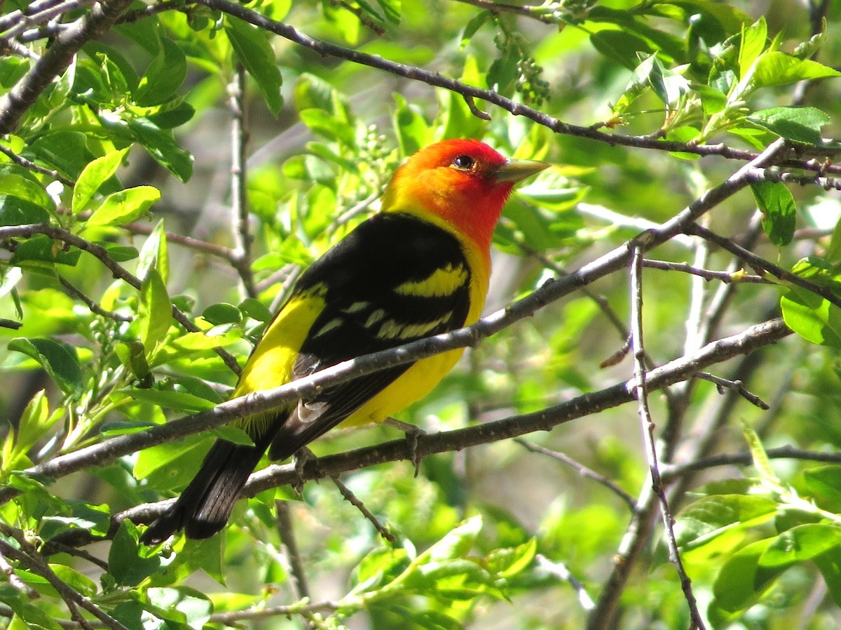 Western Tanager - ML619750838