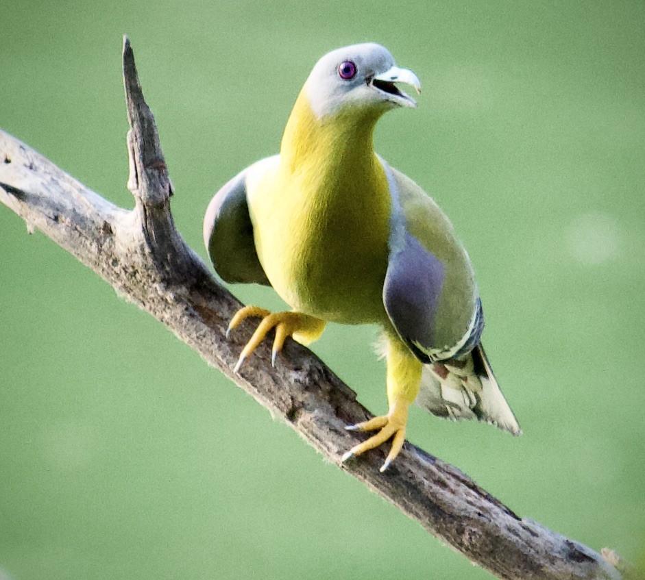 Yellow-footed Green-Pigeon - ML619750877