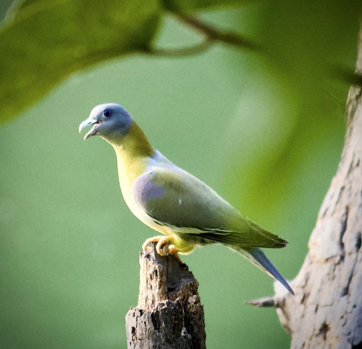 Yellow-footed Green-Pigeon - ML619750883