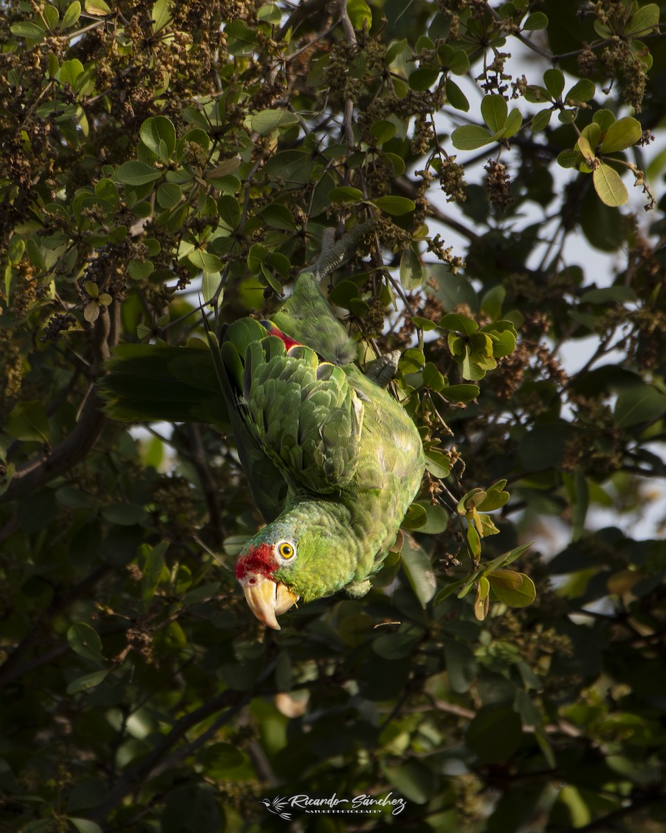 Red-crowned Parrot - ML619750885