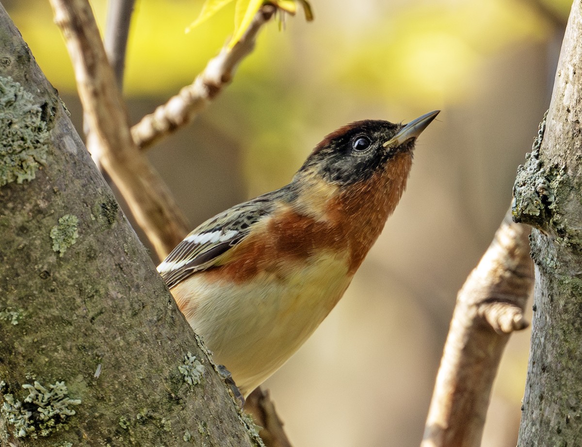 Bay-breasted Warbler - ML619750897