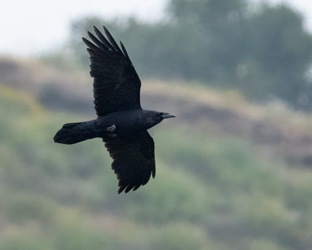 Common Raven - ML619750922