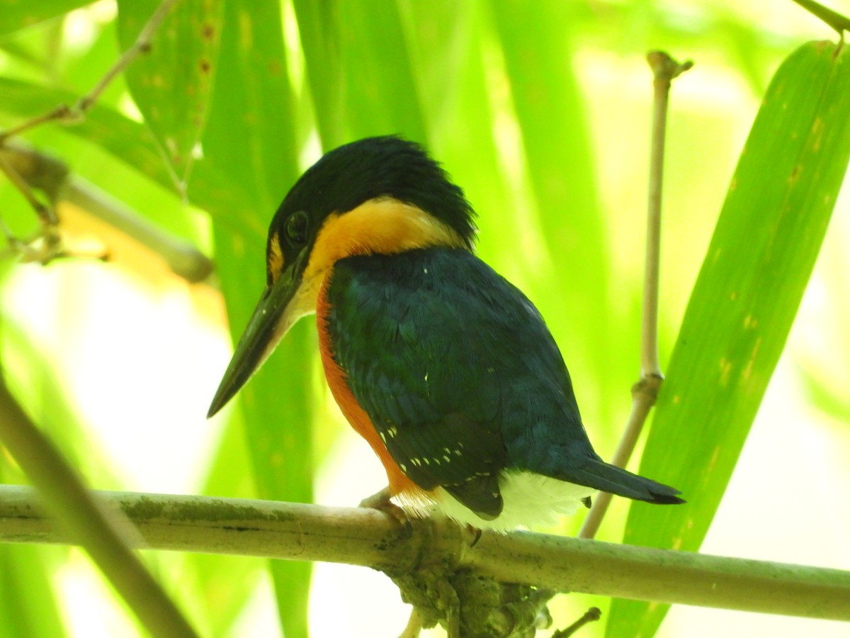 American Pygmy Kingfisher - ML619750932