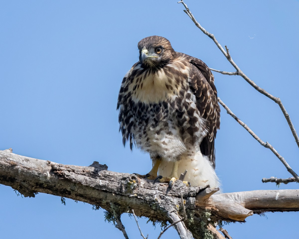 Red-tailed Hawk - ML619750969