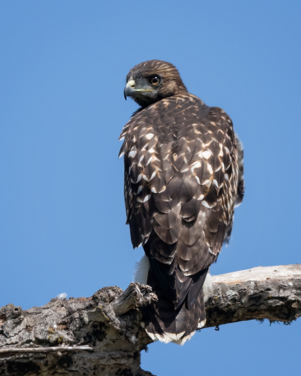 Red-tailed Hawk - ML619750970