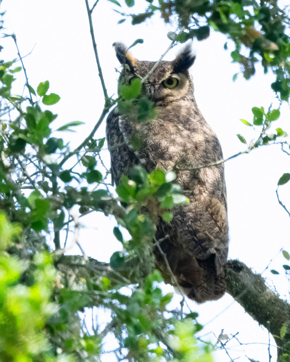 Great Horned Owl - ML619750979