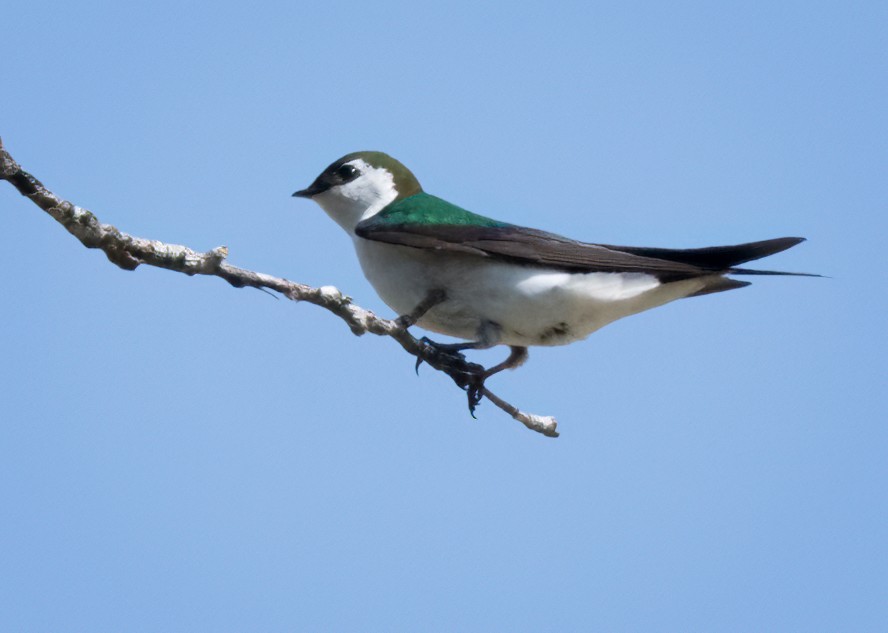 Violet-green Swallow - ML619751002
