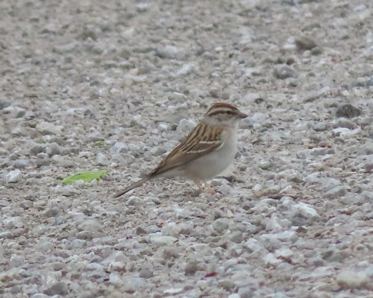 Chipping Sparrow - ML619751016