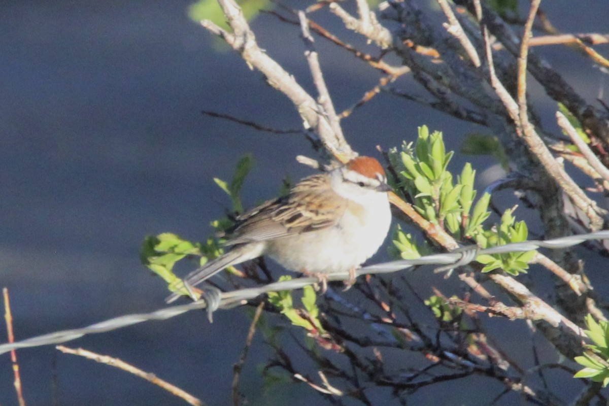 Chipping Sparrow - ML619751053