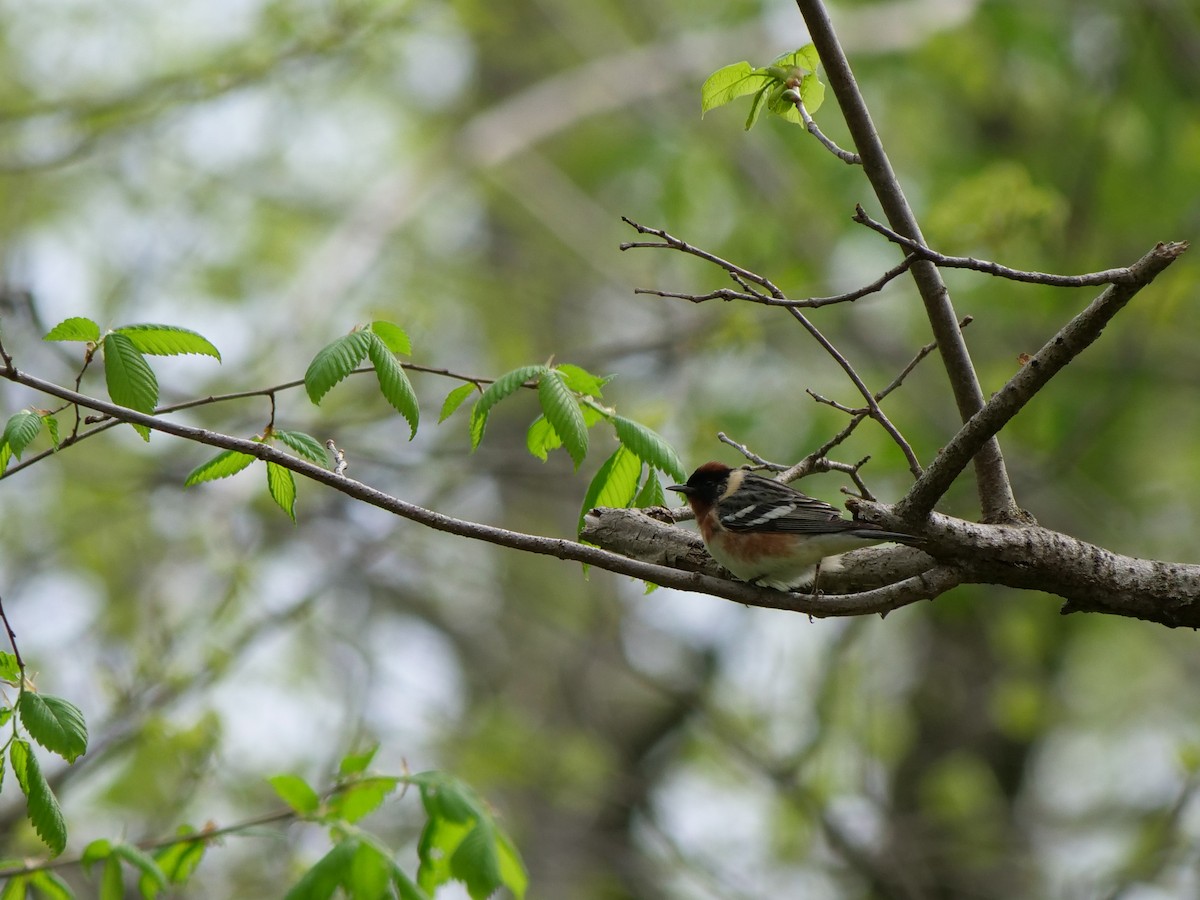 Bay-breasted Warbler - ML619751065