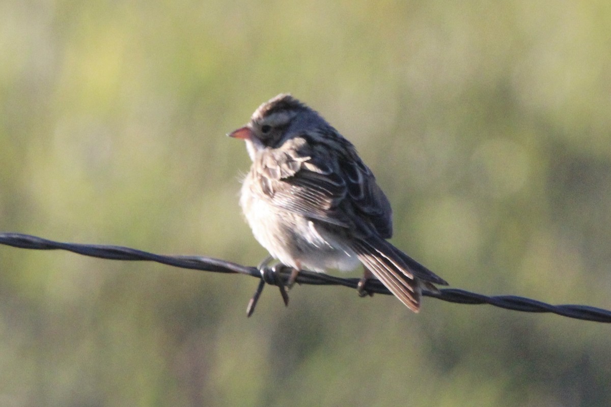 Clay-colored Sparrow - ML619751068