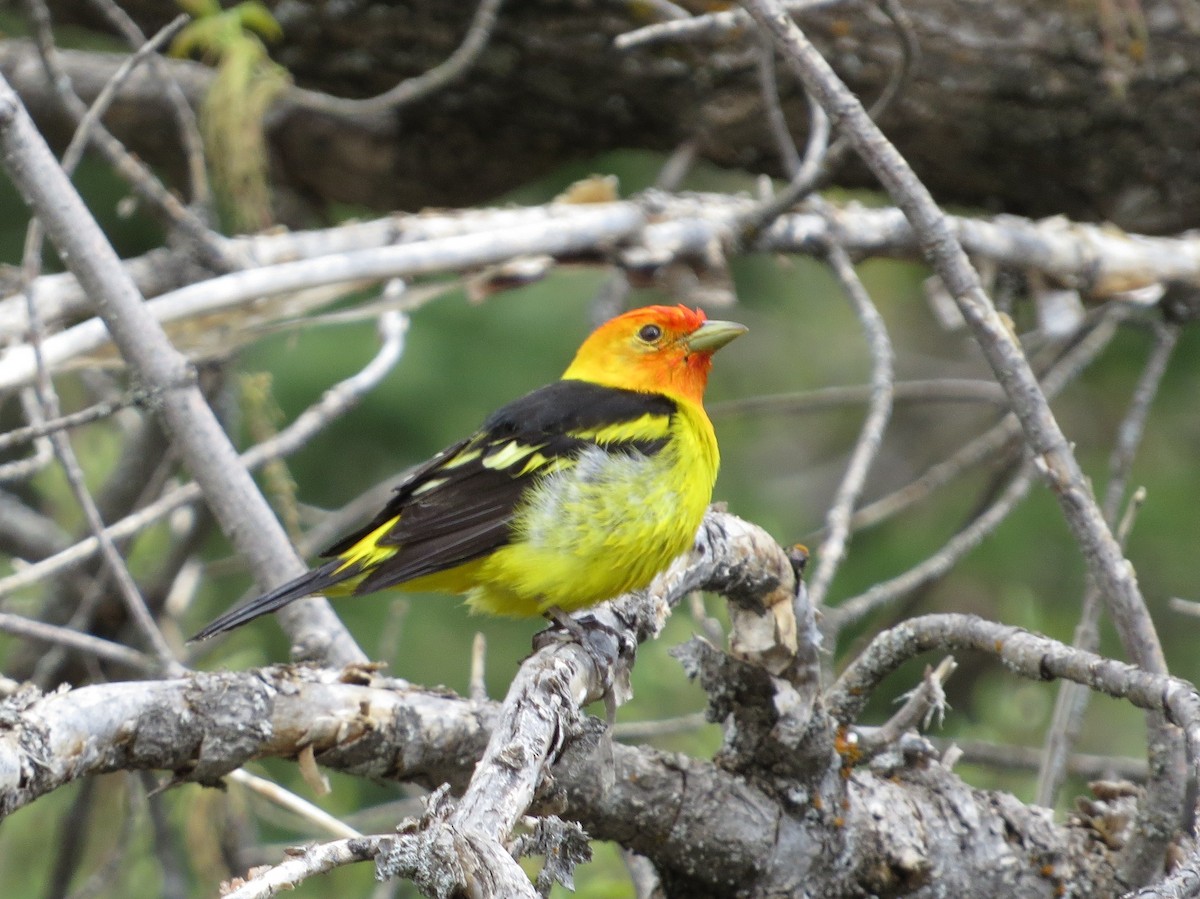 Western Tanager - ML619751073