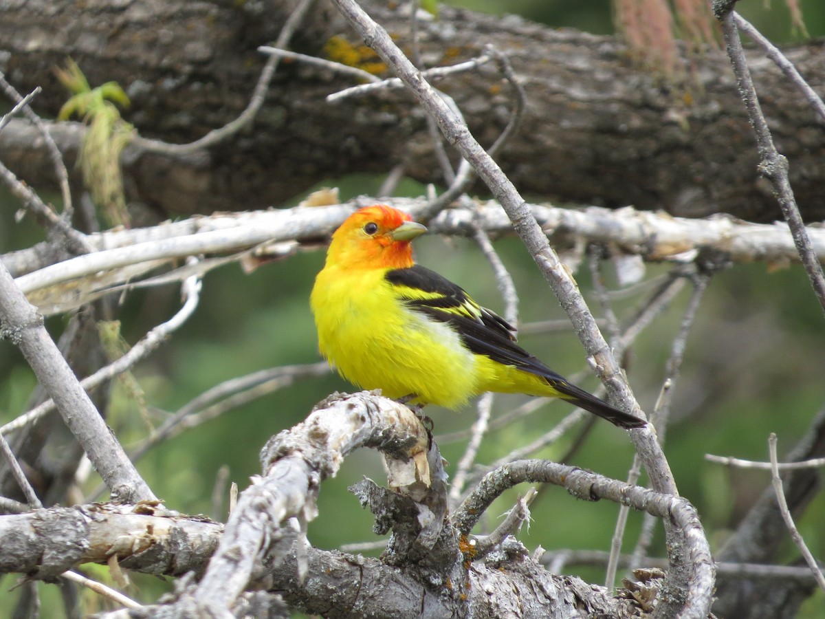 Western Tanager - ML619751076