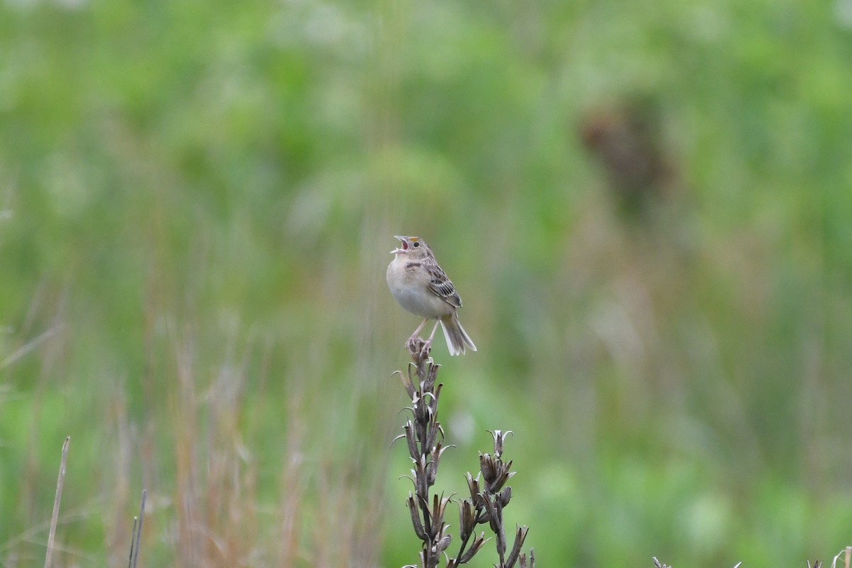 Grasshopper Sparrow - ML619751101