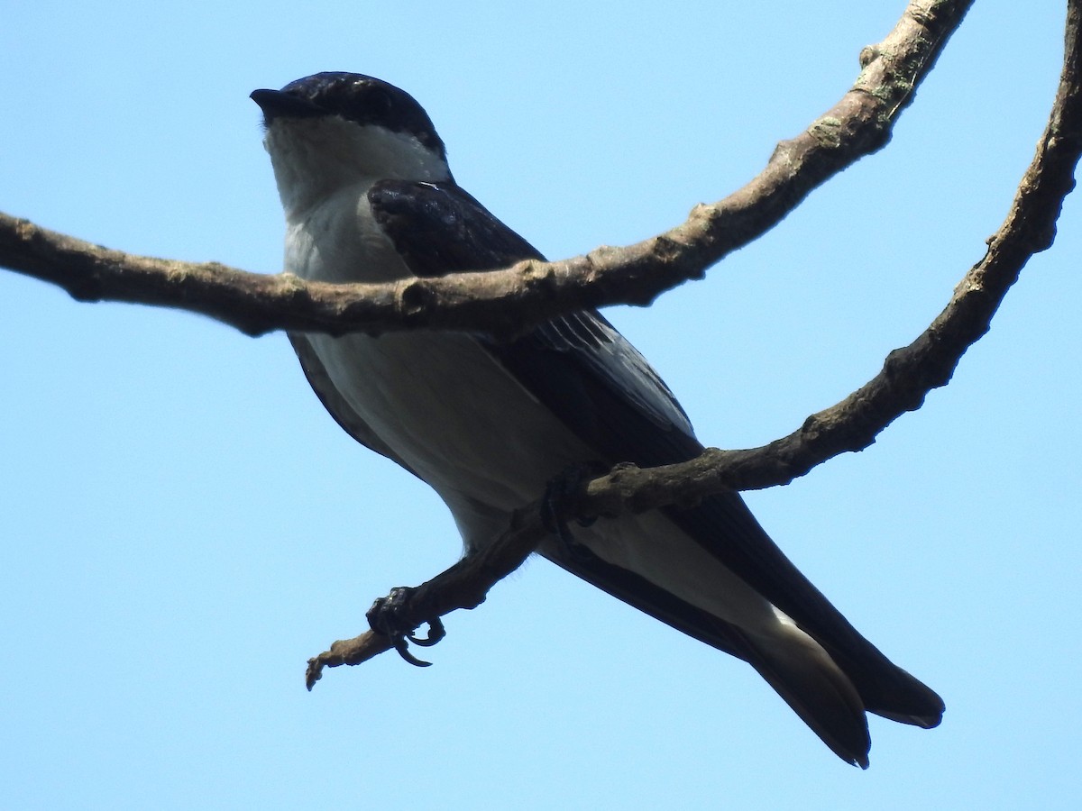 White-winged Swallow - ML619751107