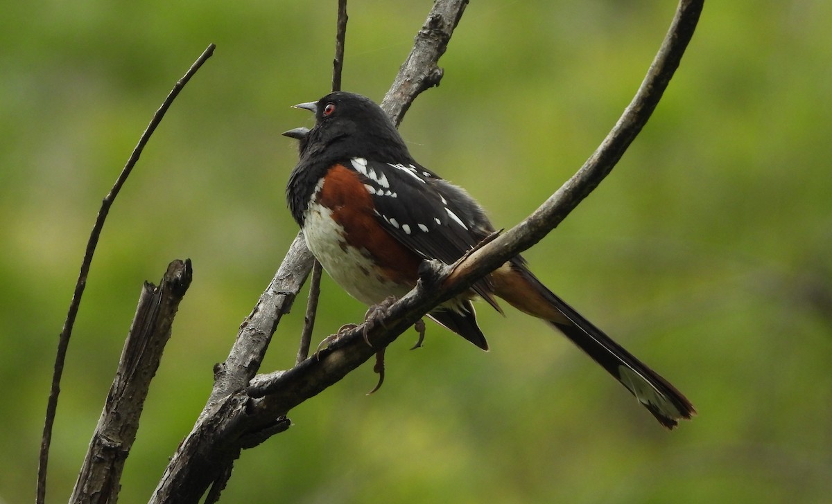 Spotted Towhee - ML619751160