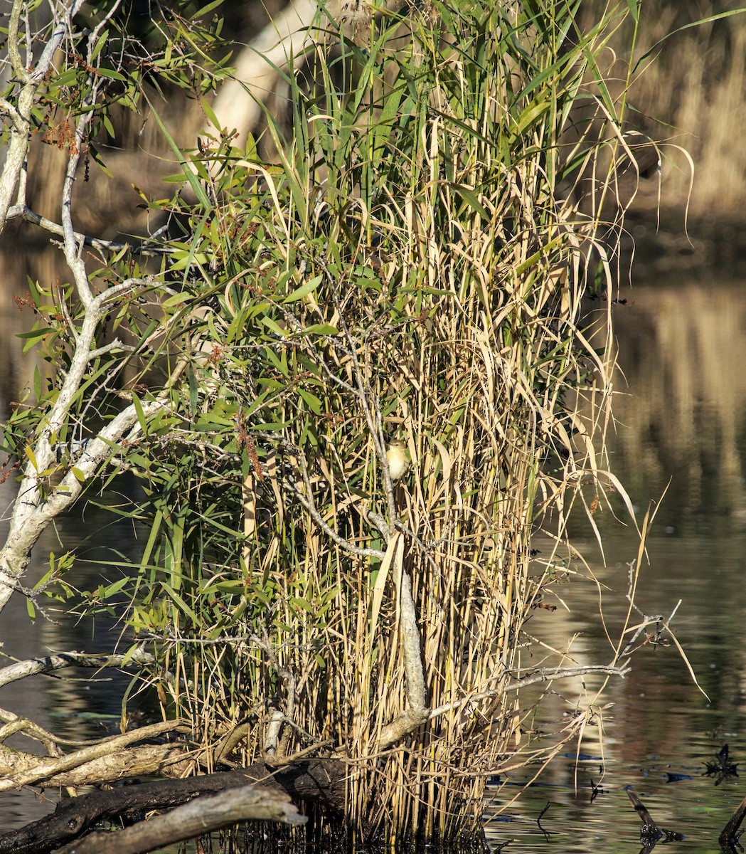 Australian Reed Warbler - ML619751228